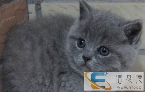 蓝猫,超级可爱的