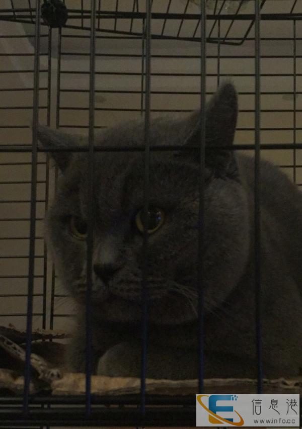 英短蓝猫公借配找老婆咯