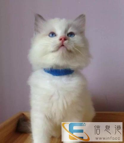猫舍低价销售布偶猫包纯种保健康疫苗驱虫做