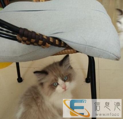 猫舍出售憨厚可爱布偶猫可挑选欢迎咨询