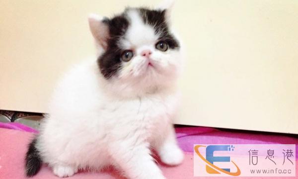 我们只繁育能给您带来快乐的小天使 蓝猫 布偶 金吉拉