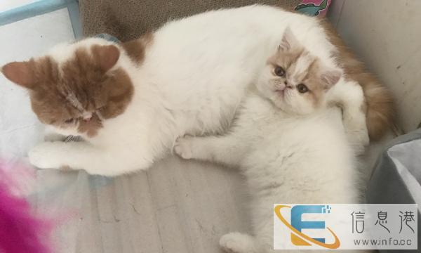 自己繁育纯种咖啡猫