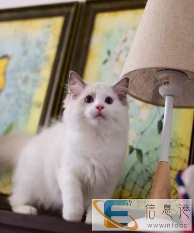 布偶猫售后完美精品包纯种保健康可签协议