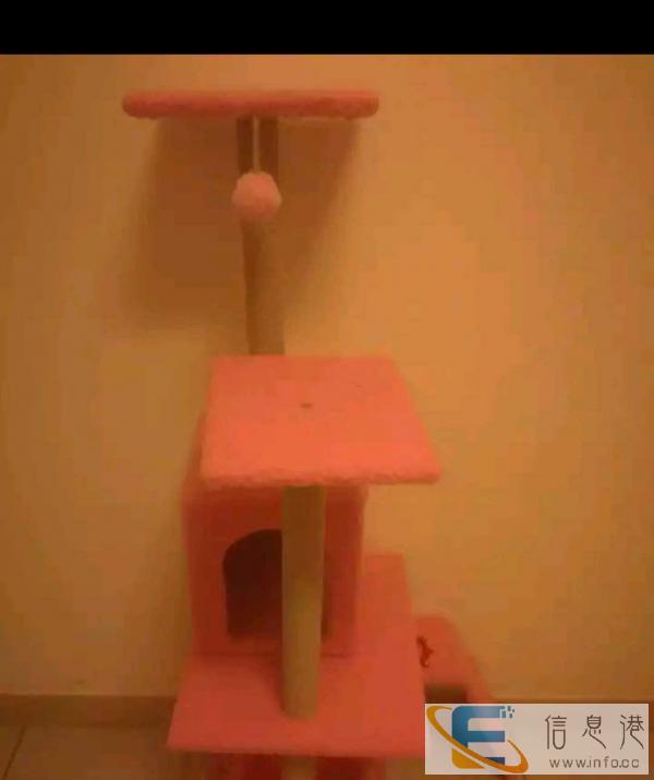 英短蓝猫弟弟 三个月大