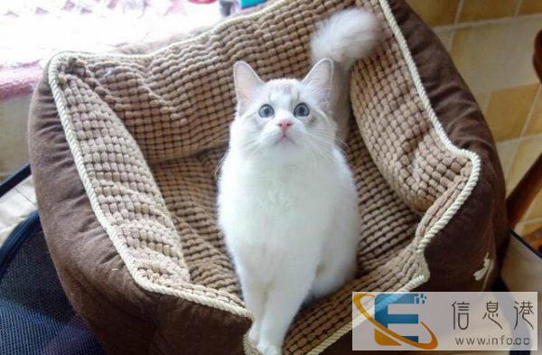 专业猫舍繁育纯种精致布偶猫健康可爱 可签订售后协议