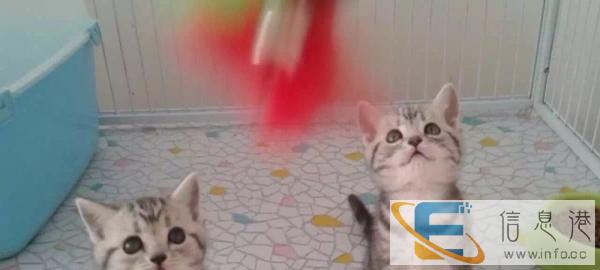 纯种虎斑猫 可爱听话 爱干净 价格实惠
