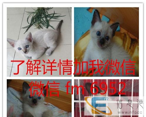 猫舍美国短毛猫银渐层折耳猫金吉拉加菲猫波斯猫