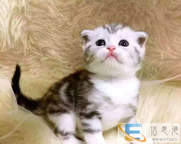 专业猫舍繁育纯种精致虎斑猫健康可爱 可签订售后协议