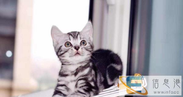美国短毛猫起司猫虎斑猫 纯种健康猫咪