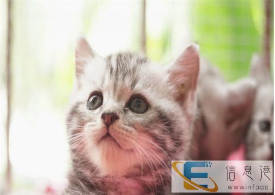 萌主驾到CFA证书虎斑猫出售 不可错过 错过后悔不及