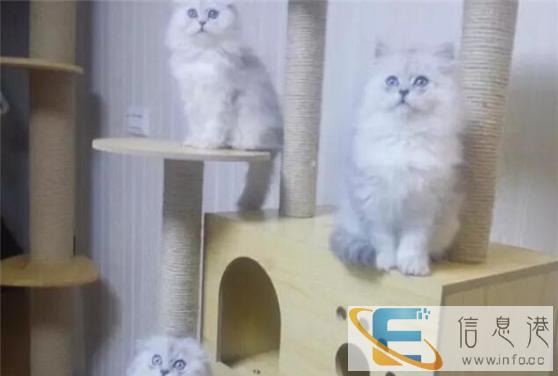 萌主驾到CFA证书金吉拉出售 不可错过 错过后悔不及