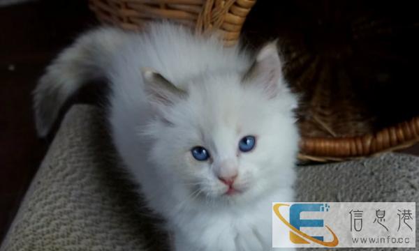 萌主驾到CFA证书布偶猫出售 不可错过 错过后悔不及