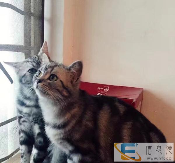 自家繁育短毛猫