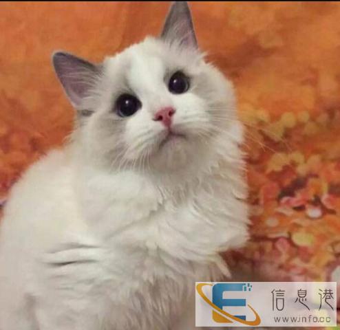 纯种布偶猫出售 驱虫疫苗已做,可协议质保