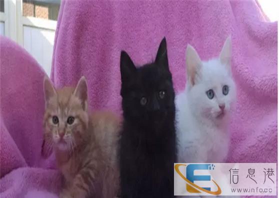 萌主驾到CFA证书波斯猫出售 不可错过 错过后悔不及