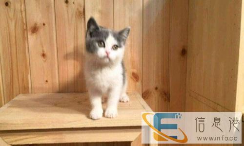 自家繁殖/蓝猫宝宝蓝白宝宝/健康可爱./粘人性格好