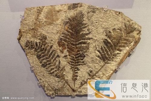 湖南正规私人常年免费鉴定收购鸡宝当天快速交易