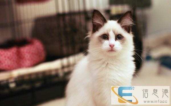 布偶猫,包健康包纯种,公母均有