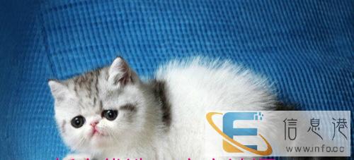 猫舍直销纯种 家养 幼猫 散养加菲猫 多只待售