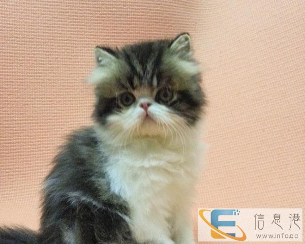 出售高贵优雅善解人意加菲幼猫