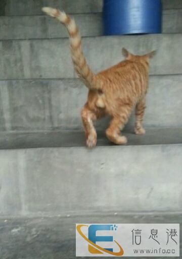 赠送一只黄色小猫咪
