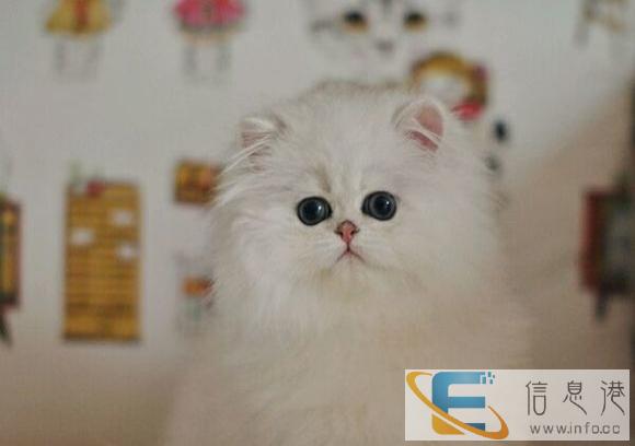 出售萌脾气好爱玩金吉拉猫萌宝自家楼房专业繁殖支持