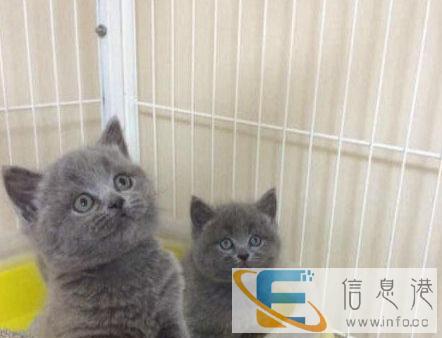 高品质暹罗猫 短毛猫 蓝猫 加菲猫 金吉拉 折耳猫