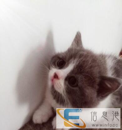 三个月英短蓝白MM找新家