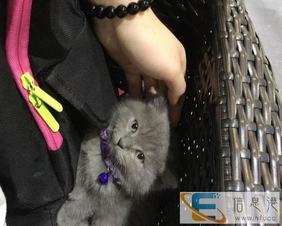 我们只繁育能给您带来快乐的小天使 蓝猫 布偶 金吉拉