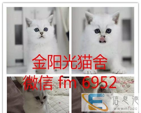 英短银渐层 蓝猫蓝白金吉拉 加菲布偶