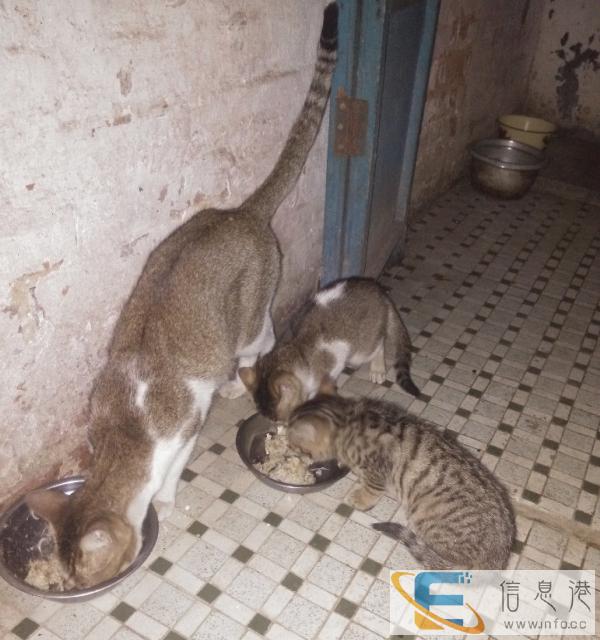 可爱的小猫,捉鼠能手