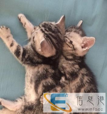 美短虎斑猫便宜出售了