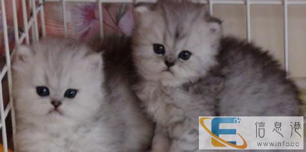 金吉拉宝宝超卡哇伊的哦 纯种健康不含糊