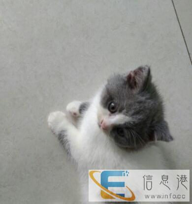 出售英短蓝白5.15出生