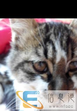 宠物猫找主人