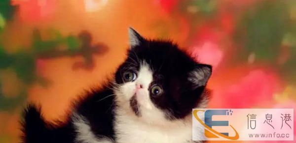 常年出售加菲猫,异短,美短,波斯猫,英短蓝