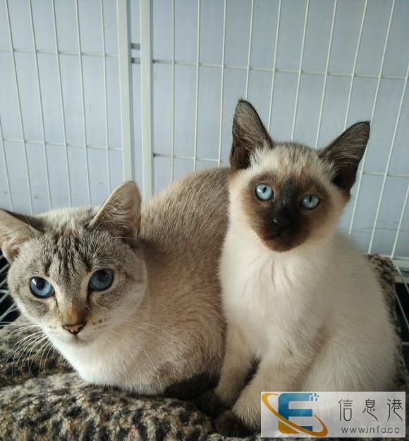 纯种挖煤工暹罗震撼降临、赶快带回家吧虎斑暹罗猫