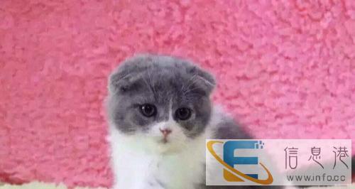 萌萌哒折耳猫找新家啦、靠谱家长速来挑选