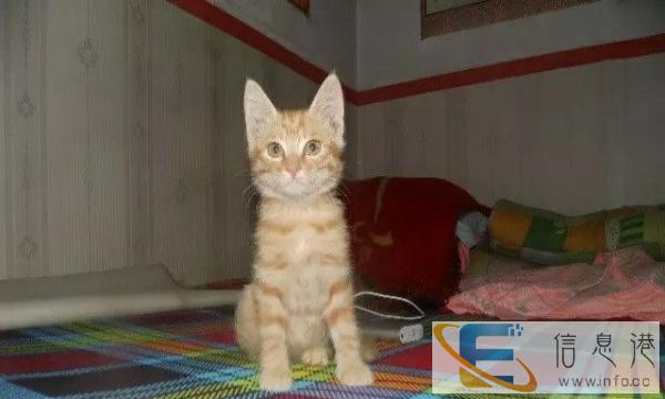 自家短毛虎斑猫