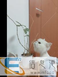 金吉拉小弟弟借配种