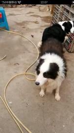 金毛，拉布拉多，边牧，柯基，萨摩，所有 种公对外借配