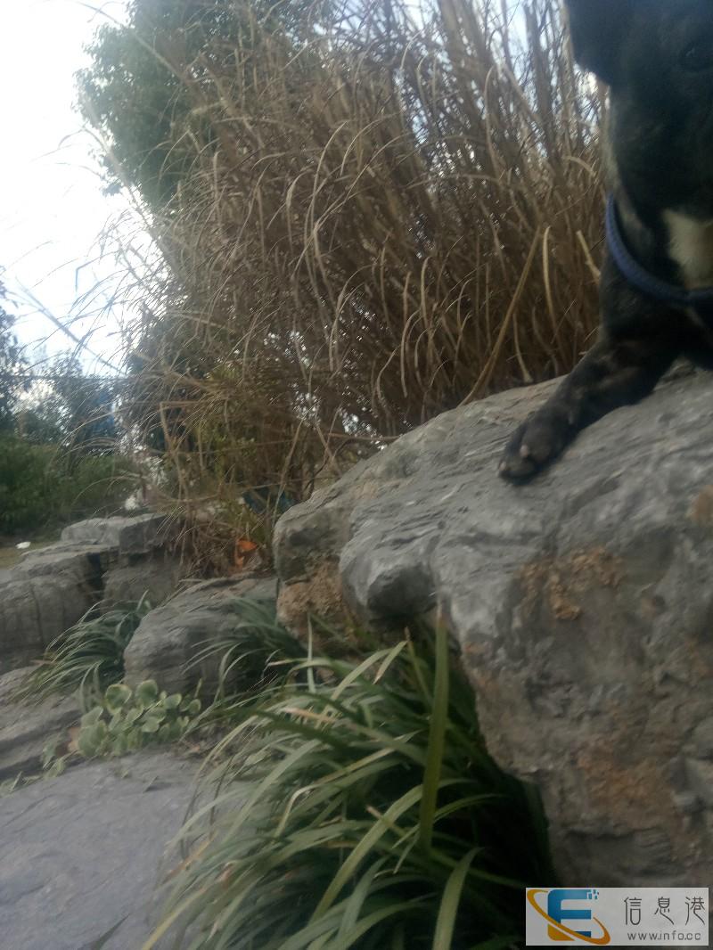 上海虎斑斗牛犬配种多少钱