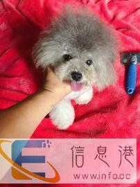 灰泰迪对外，配种，借配