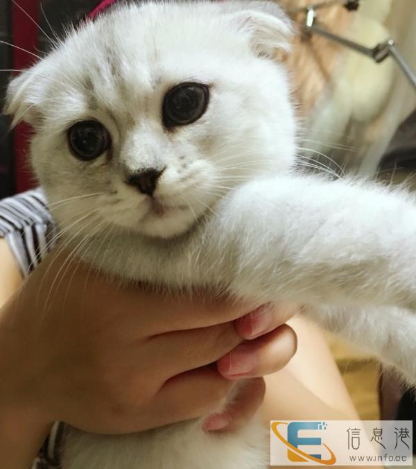 家养折耳渐层弟弟找新家