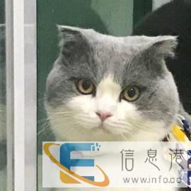 英短蓝白高颜值配种