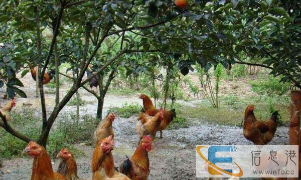 散养土鸡求收购