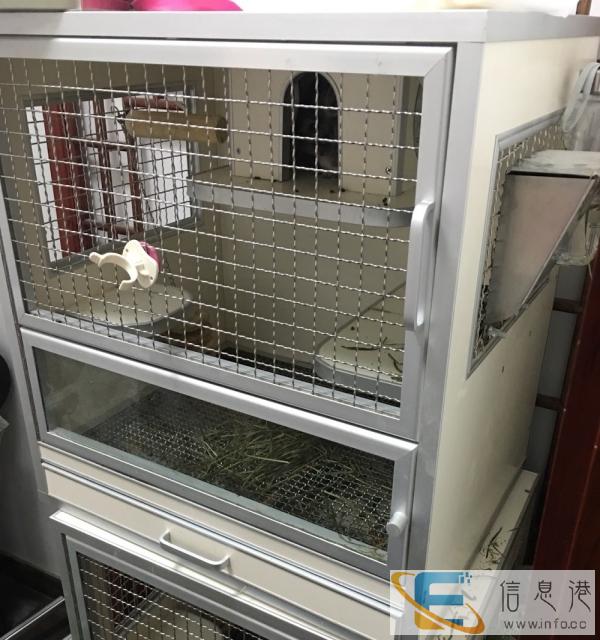 自己养的双耳龙猫