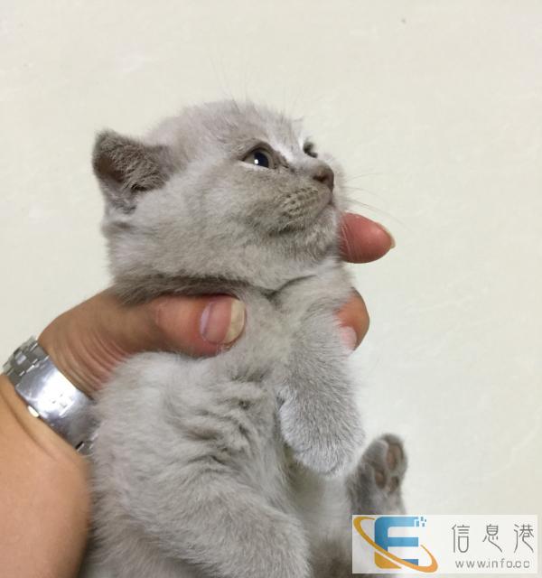 特价出售小母一只,超级萌呆