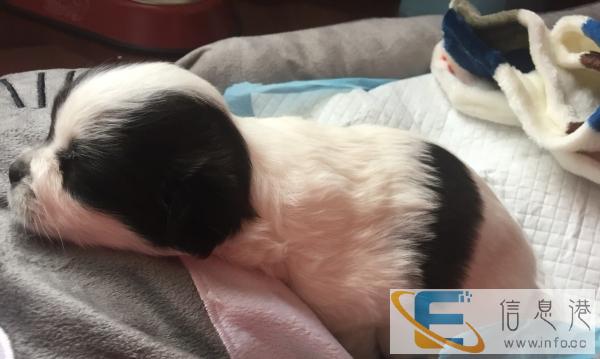 求好心人领养,不要钱只求好好养