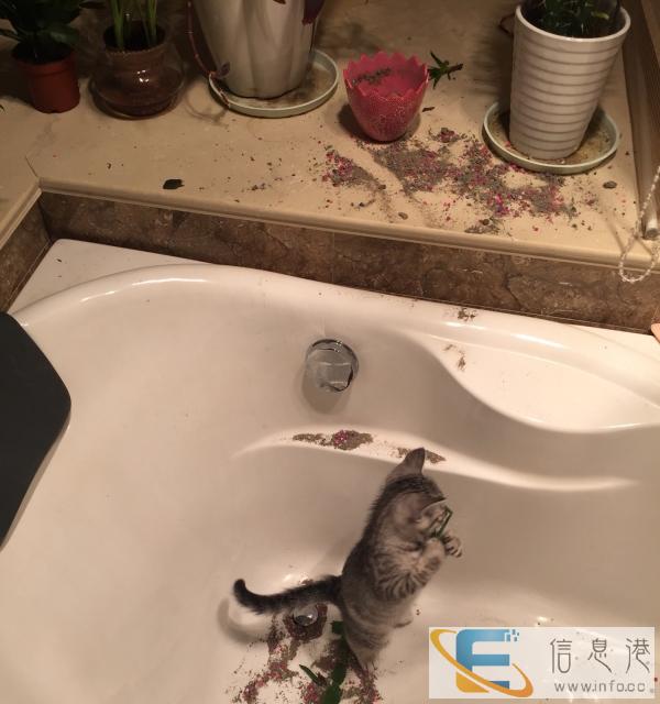 一岁银虎斑找妈妈